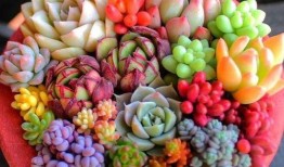 网友爆料多肉视频网,网友爆料多肉视频网精彩瞬间